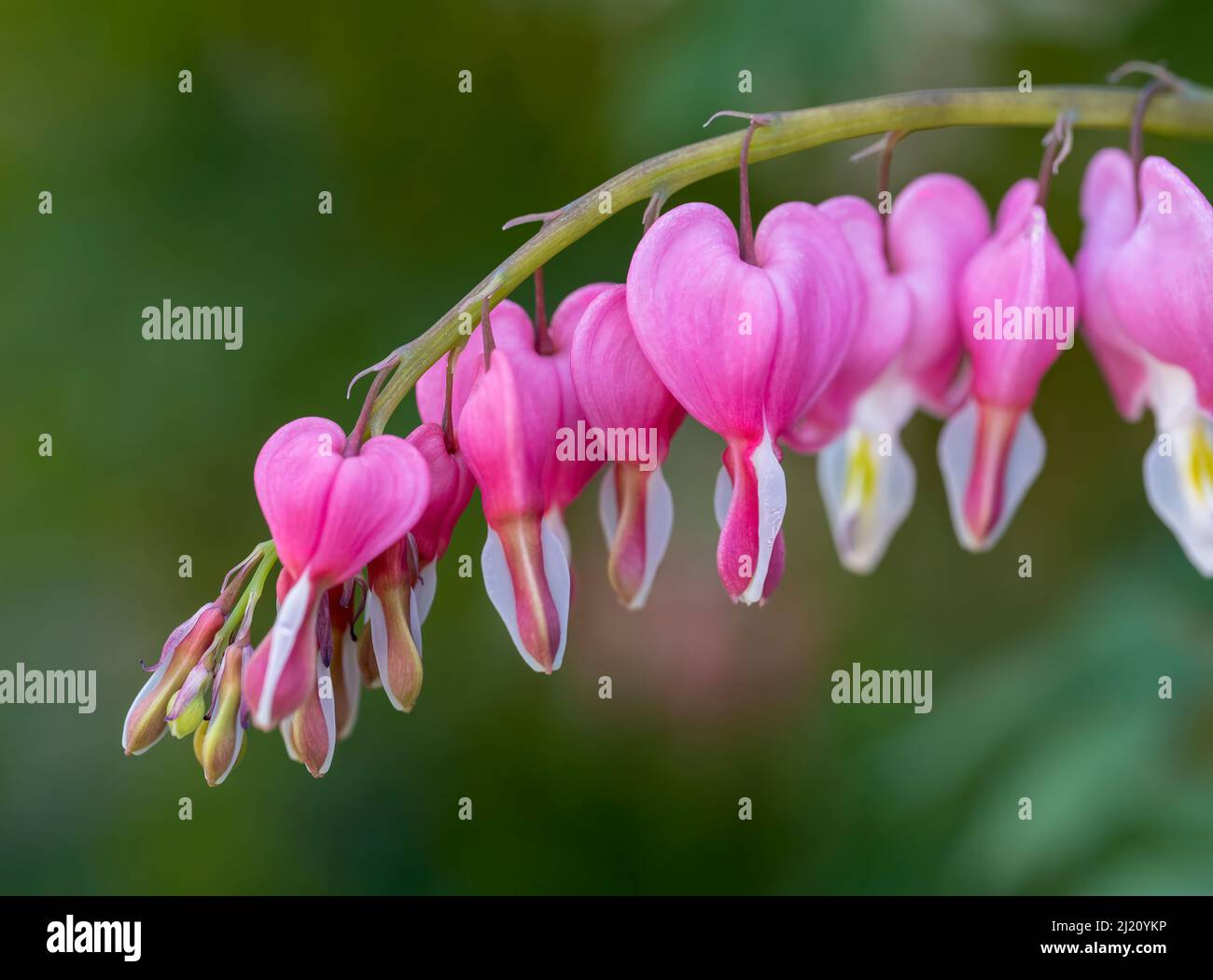 Bel fiore di cuore di sanguinamento, (Lamprocapnos spectabilis ex Dicentra spectabilis), fotografato contro uno sfondo fuori fuoco fogliame Foto Stock