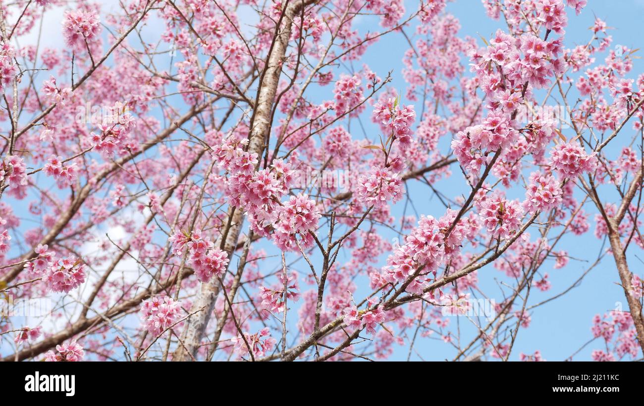 Paesaggio di bel parco di fiori di ciliegio, Sakura rosa fiore albero sullo sfondo del cielo blu in Giappone e Corea durante la stagione primaverile Foto Stock