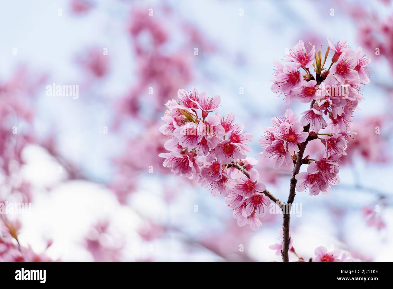 Paesaggio di bella fioritura ciliegio, rosa Sakura ramo fiore sullo sfondo del cielo blu in Giappone e Corea durante la stagione primaverile con primo piano Foto Stock