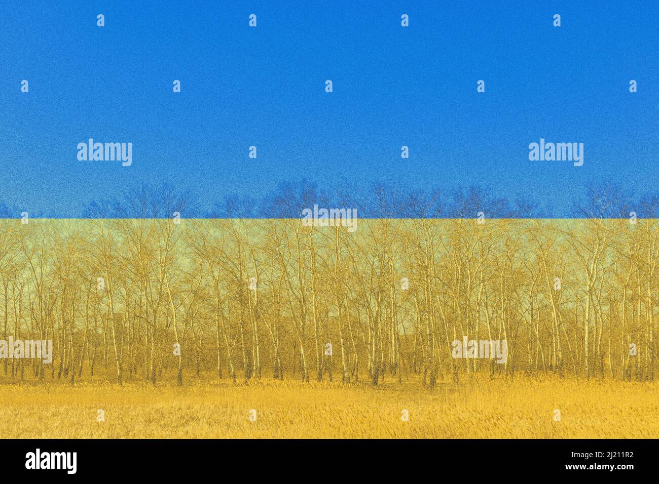 Bandiera nazionale dell'Ucraina in campo di grano con alberi di betulla contro il cielo blu, bandiera Ucraina doppia esposizione foto Foto Stock