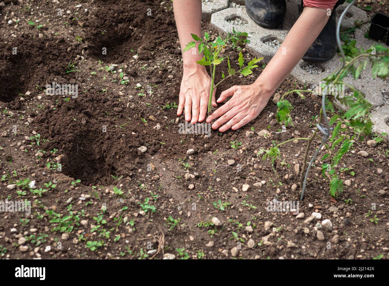 Donna caucasica che lavora nel giardino di casa, piantando piantine in terra coltivata di fresco Foto Stock