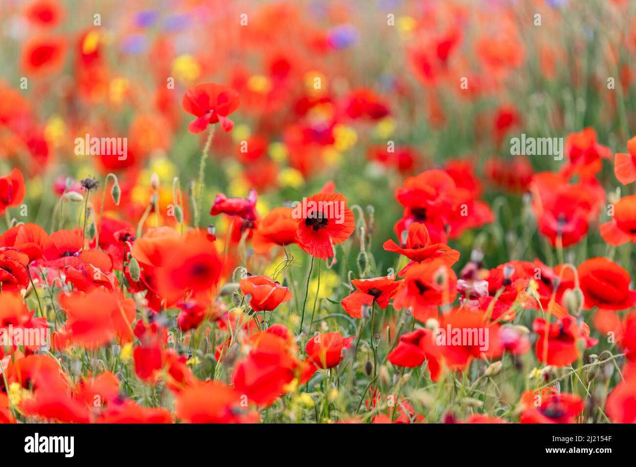 Papille rosse su un campo in Val d'Orcia, Toscana, Italia (Focus selettivo) Foto Stock
