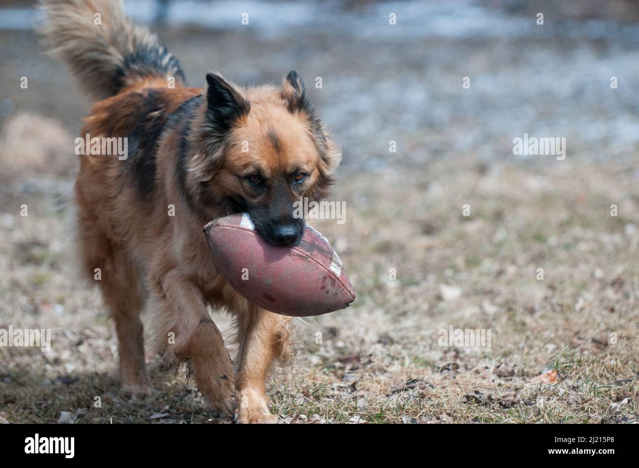 Sparky fuori nel cantiere # 1 Foto Stock