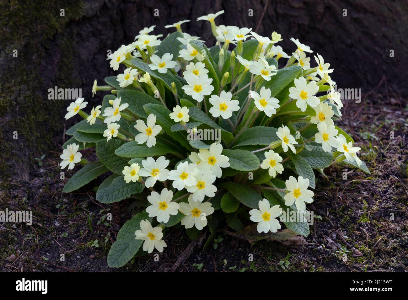 Primula vulgaris, Primula comune fioritura all'aperto nel giardino in primavera Foto Stock