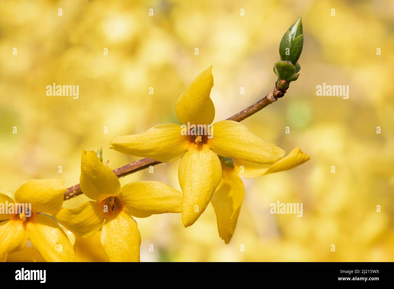 Forsyzia gialla x intermedia 'Karl Sax' fiori da vicino Foto Stock