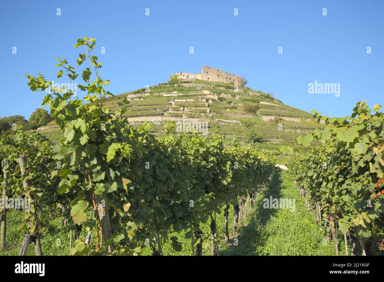 Castello con vigneti a Staufen in Markgräflerland, Baden-Württemberg, Germania Foto Stock