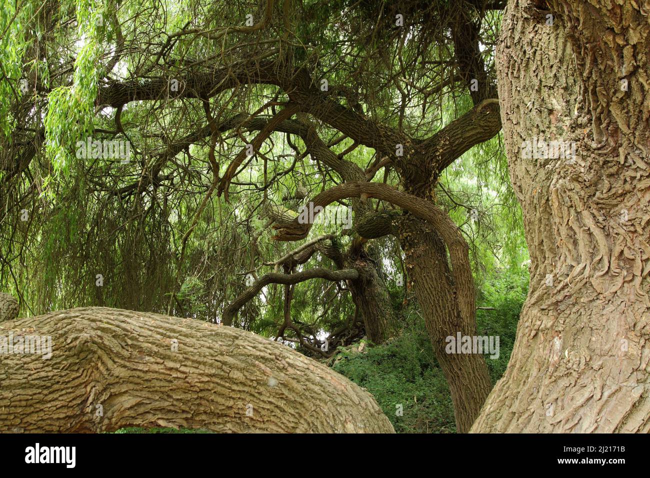 White Willow (Salix alba) a Kaiserstuhl, Baden-Württemberg, Germania Foto Stock