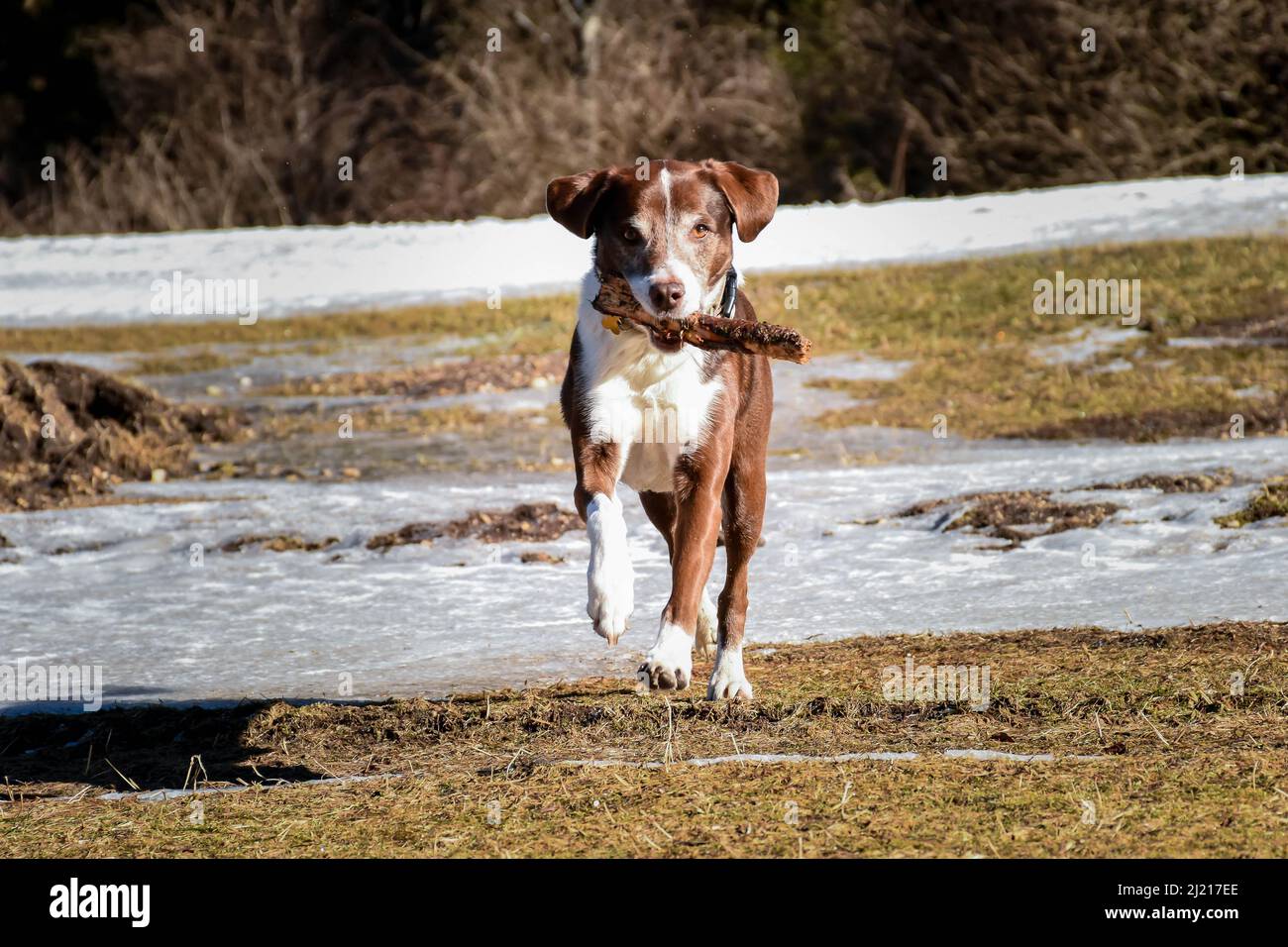 Un cane che runing con un bastone e che gioca con il suo proprietario Foto Stock