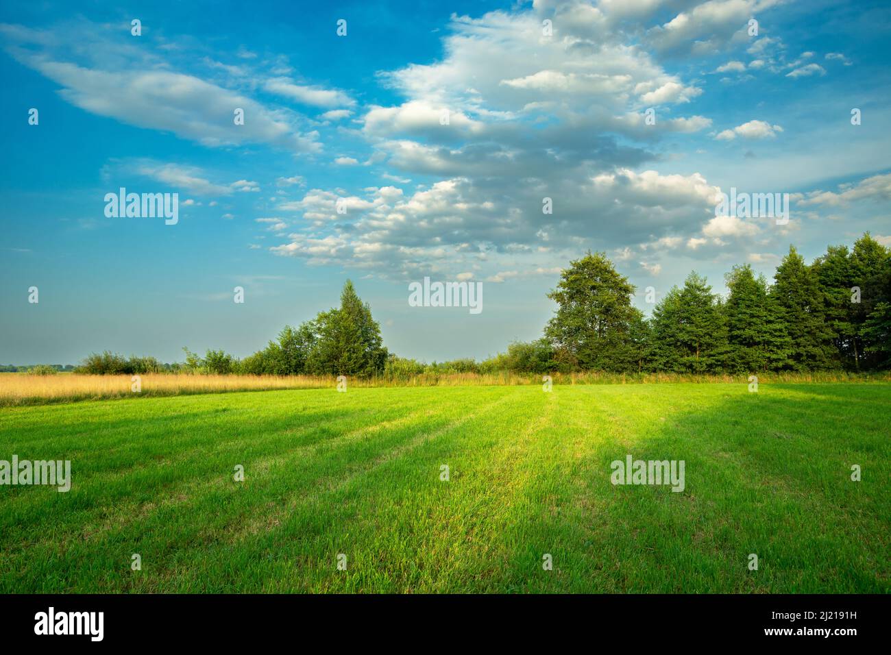 Ombre su un bel prato verde con alberi e nuvole su un cielo blu, paesaggio estivo, Nowiny, Polonia Foto Stock