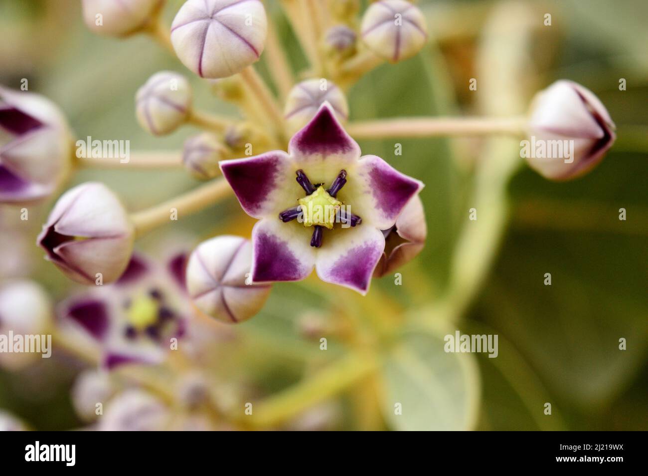 Calotropis gigantea fiore di corona, Satara , Maharashtra , India . Radice in polvere utilizzata in asma, bronchite e dispepsia Foto Stock