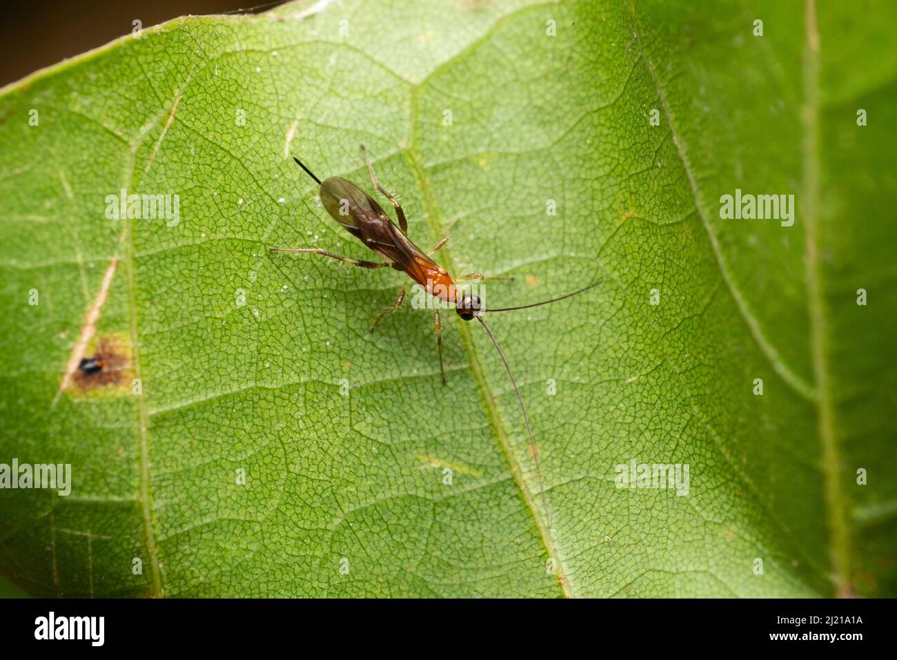 Bicolore Brachonid wasp, Atanycolus cappaerti, Satara, Maharashtra, India Foto Stock