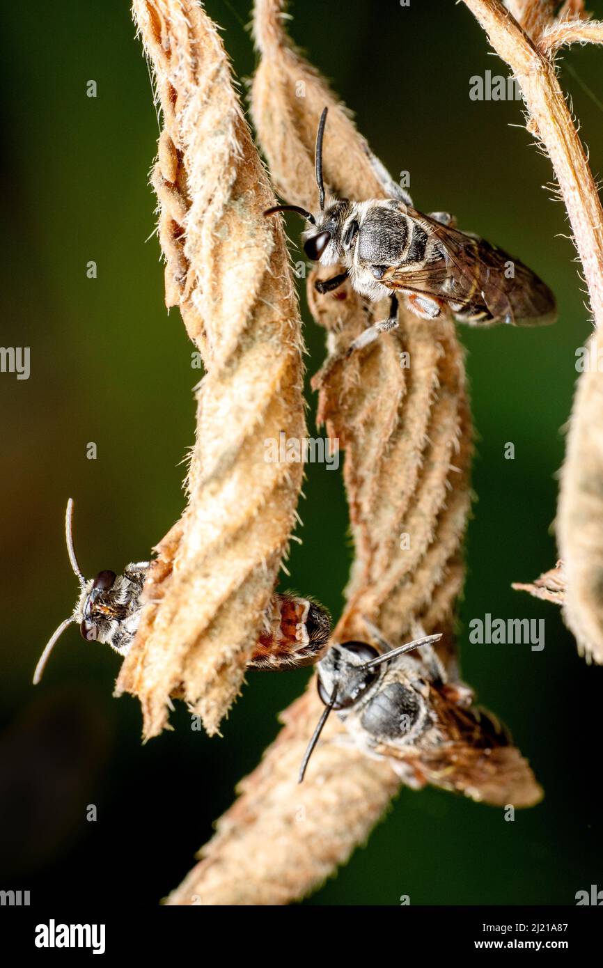 Primo piano di Honeybee , APIS florea, dorme su foglie, Satara, Maharashtra, India Foto Stock
