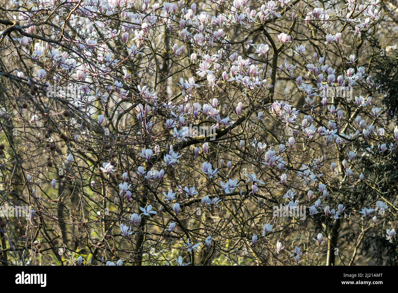 Un portico di primavera e clima più caldo, magnolia albero maturo in Linda Vista Gardens, Abergavenny, Monmouthshire, Regno Unito Foto Stock