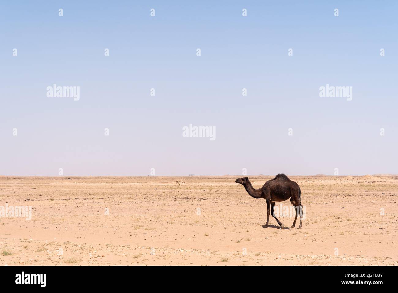 Un singolo cammello dromedario dai capelli scuri si muove nel deserto di Rub al Khali nell'Oman meridionale, un'immensa vacuità in tutto il mondo. Foto Stock