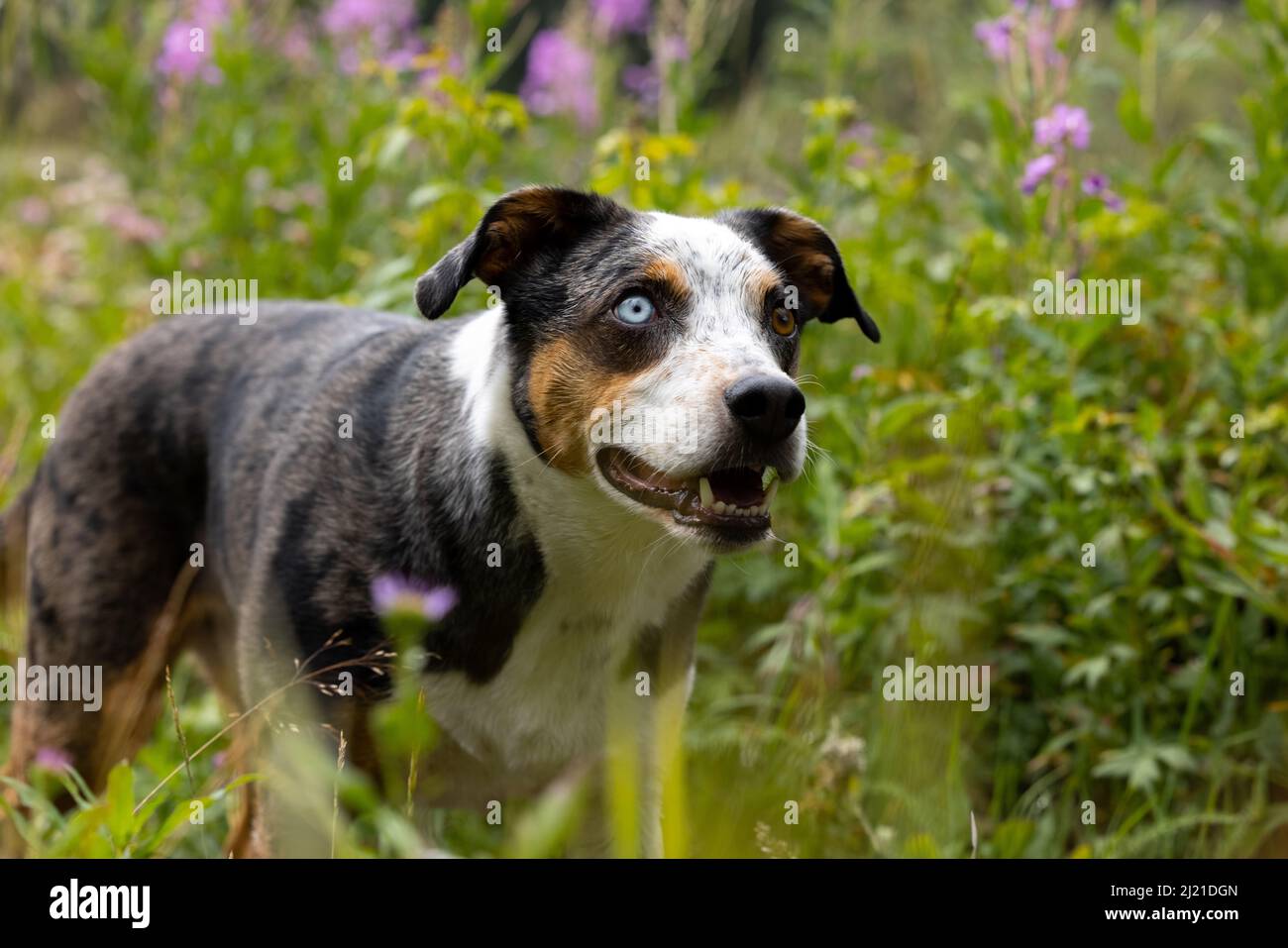 Ritratto del cane con due occhi di colore diverso Foto Stock