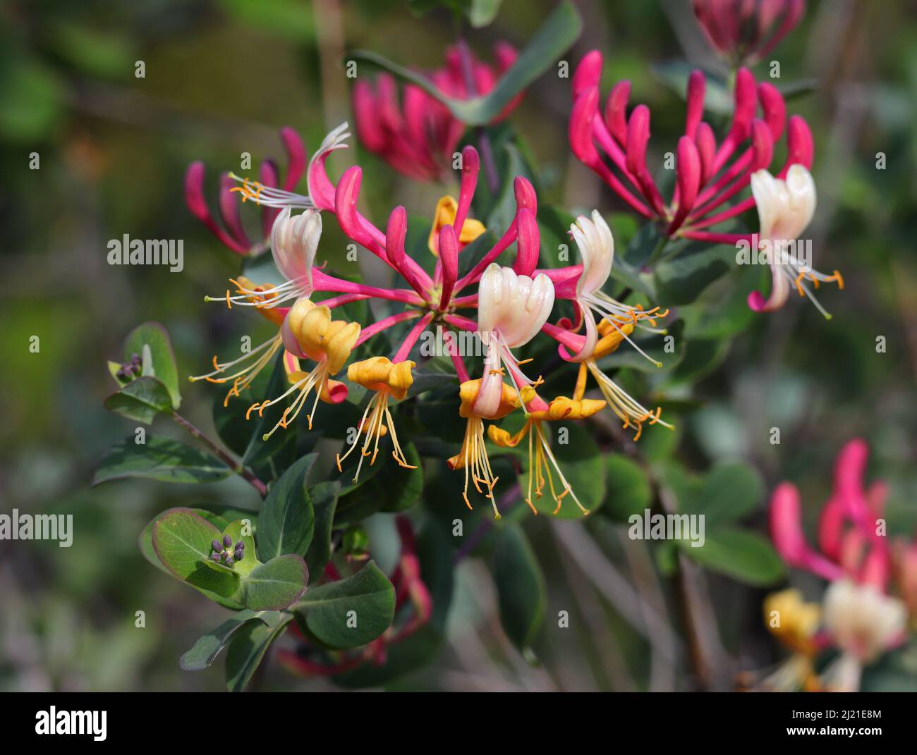 Lonicera etrusca superba o Red Lonicera japonica noto come fiori rosa giapponese Honeysuckle con fogliame sullo sfondo. Primavera - Portogallo Foto Stock