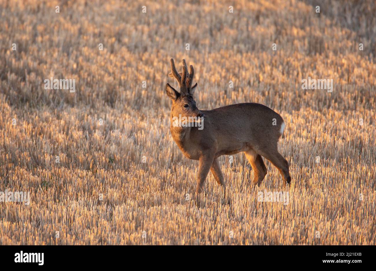 Capriolo (Capreolus capreolus) - maschio - su campo stoppia con corna di velluto Foto Stock