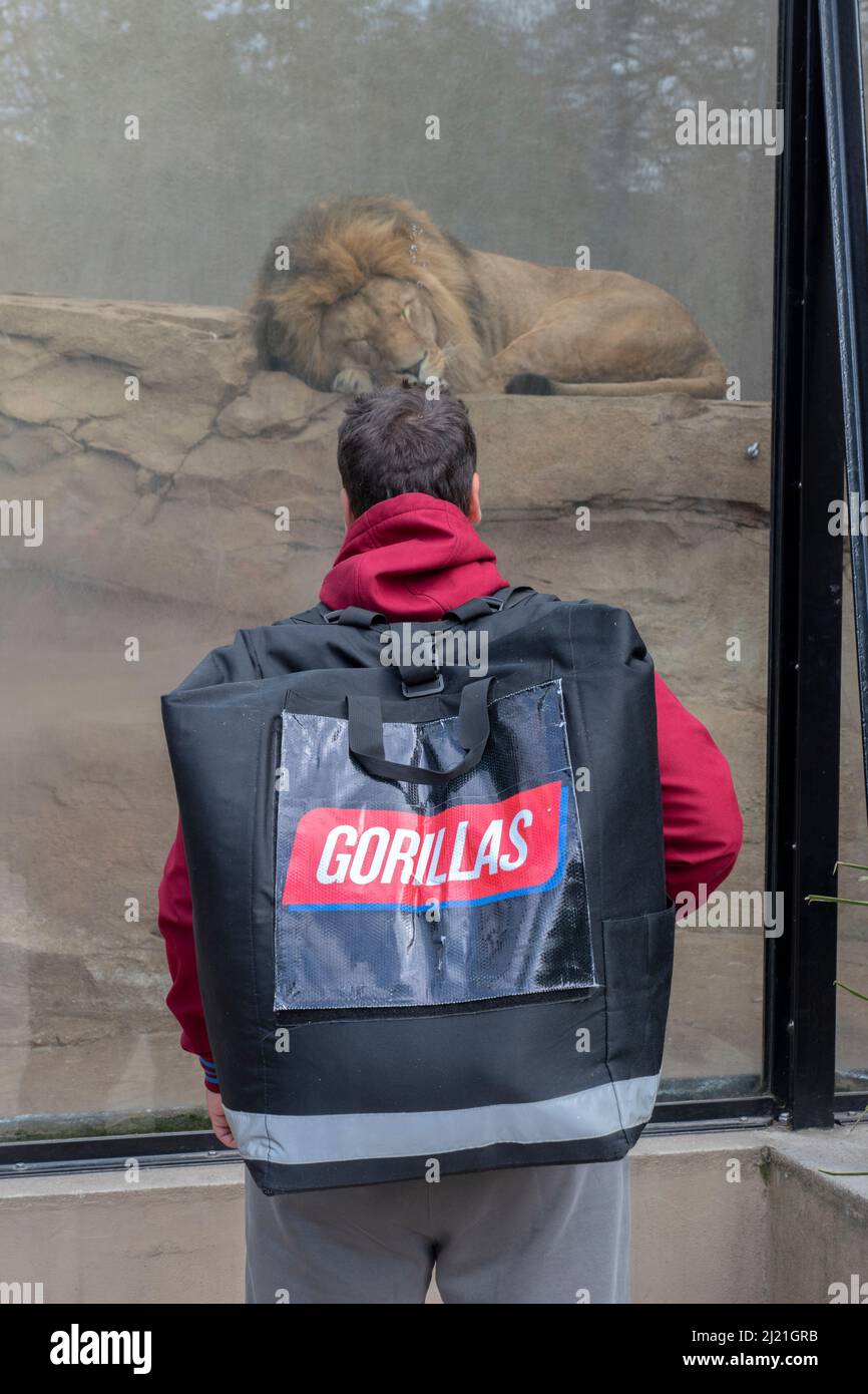 Gorillas Delivery Man consegna allo Zoo Artis di Amsterdam Paesi Bassi 28-3-2022 Foto Stock