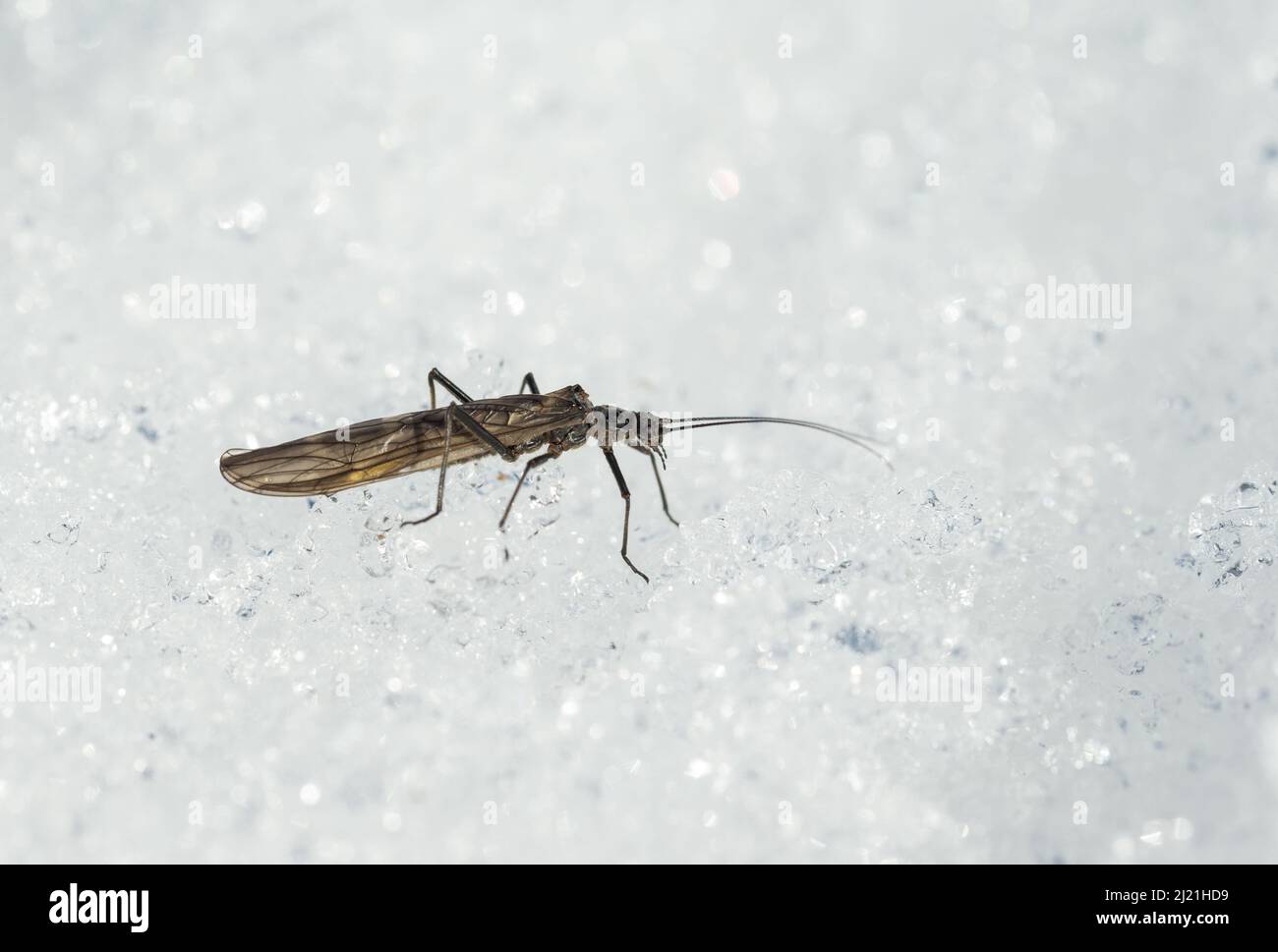 Febbraio Stonefly (Taeniopteryx nebulosa) in habitat naturale primaverile, selvaggia Finlandia. Foto Stock