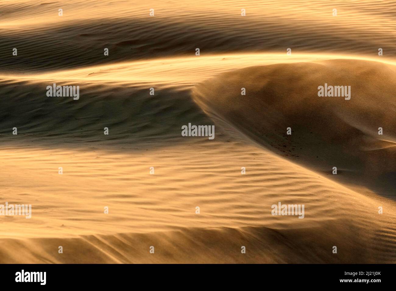 Dune di sabbia sulla costa occidentale del Mare del Nord in Fiandre, Belgio, Fiandre, De Panne Foto Stock