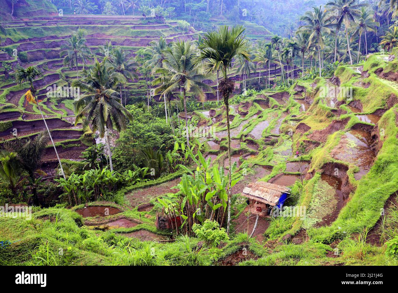 Tegallalang Rice Terraces, Indonesia, Bali Foto Stock