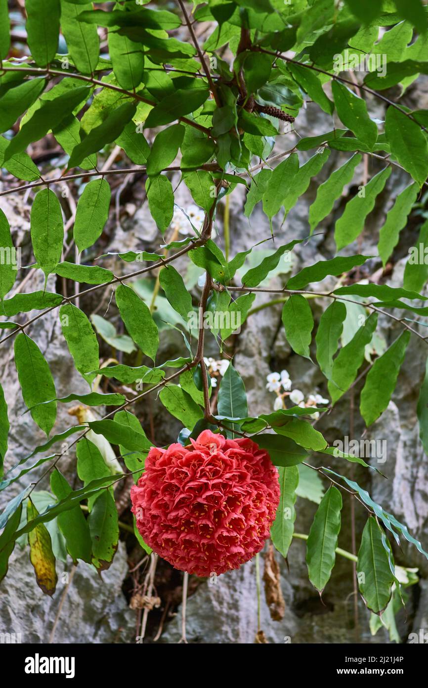 Rosa di montagna, Rosa da Mata, Palo de Cruz (Brownea ariza, principi Brownea, Hermetias ariza), fioritura, Cuba, Cienfuegos Foto Stock