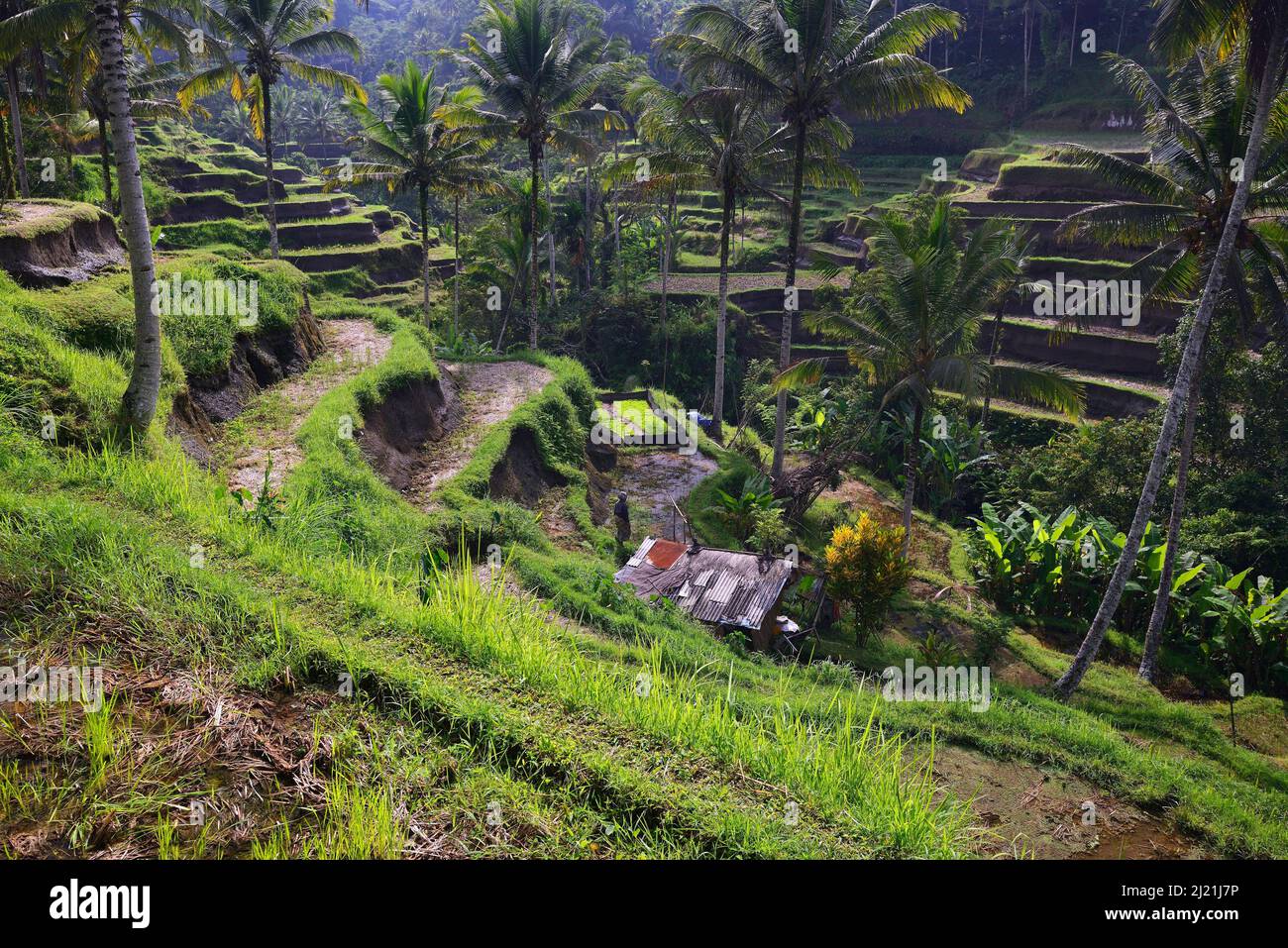 Tegallalang Rice Terraces, Indonesia, Bali Foto Stock