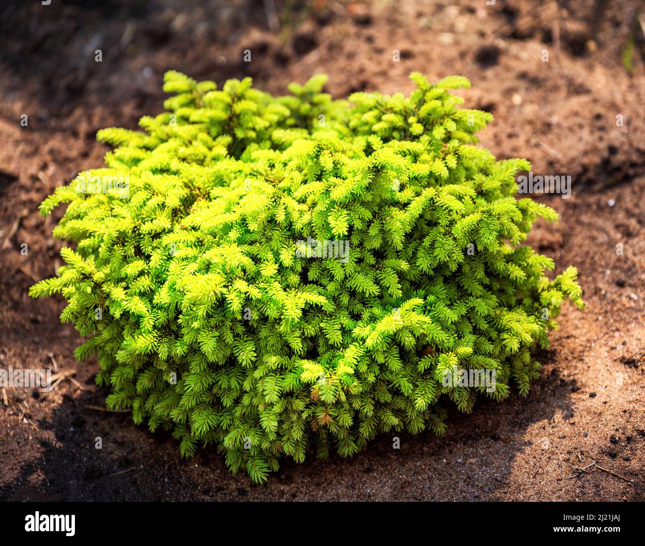 Pianta giovane Picea abies Nidiformis, abete nana ornamentale Foto Stock