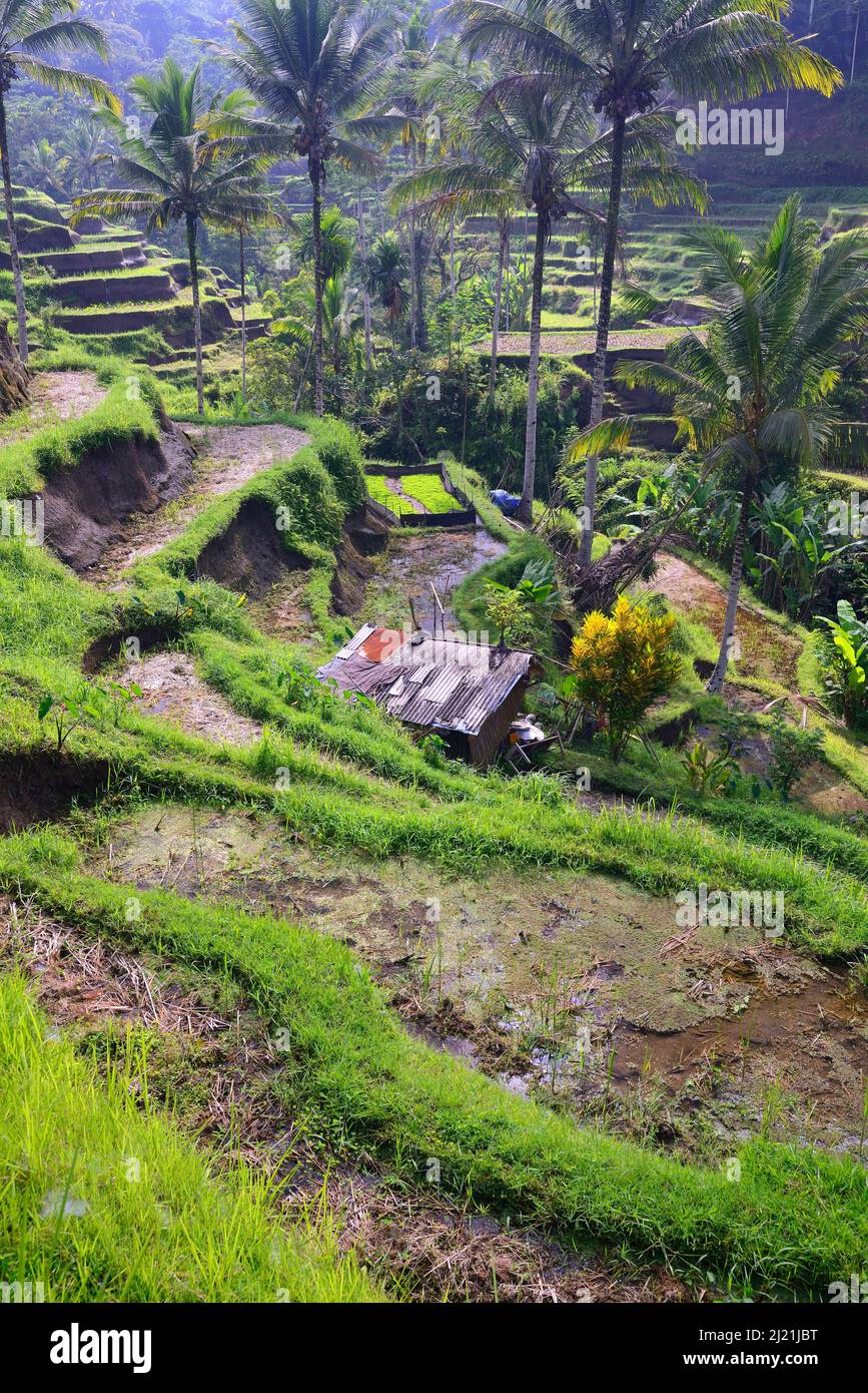 Tegallalang Rice Terraces, Indonesia, Bali Foto Stock
