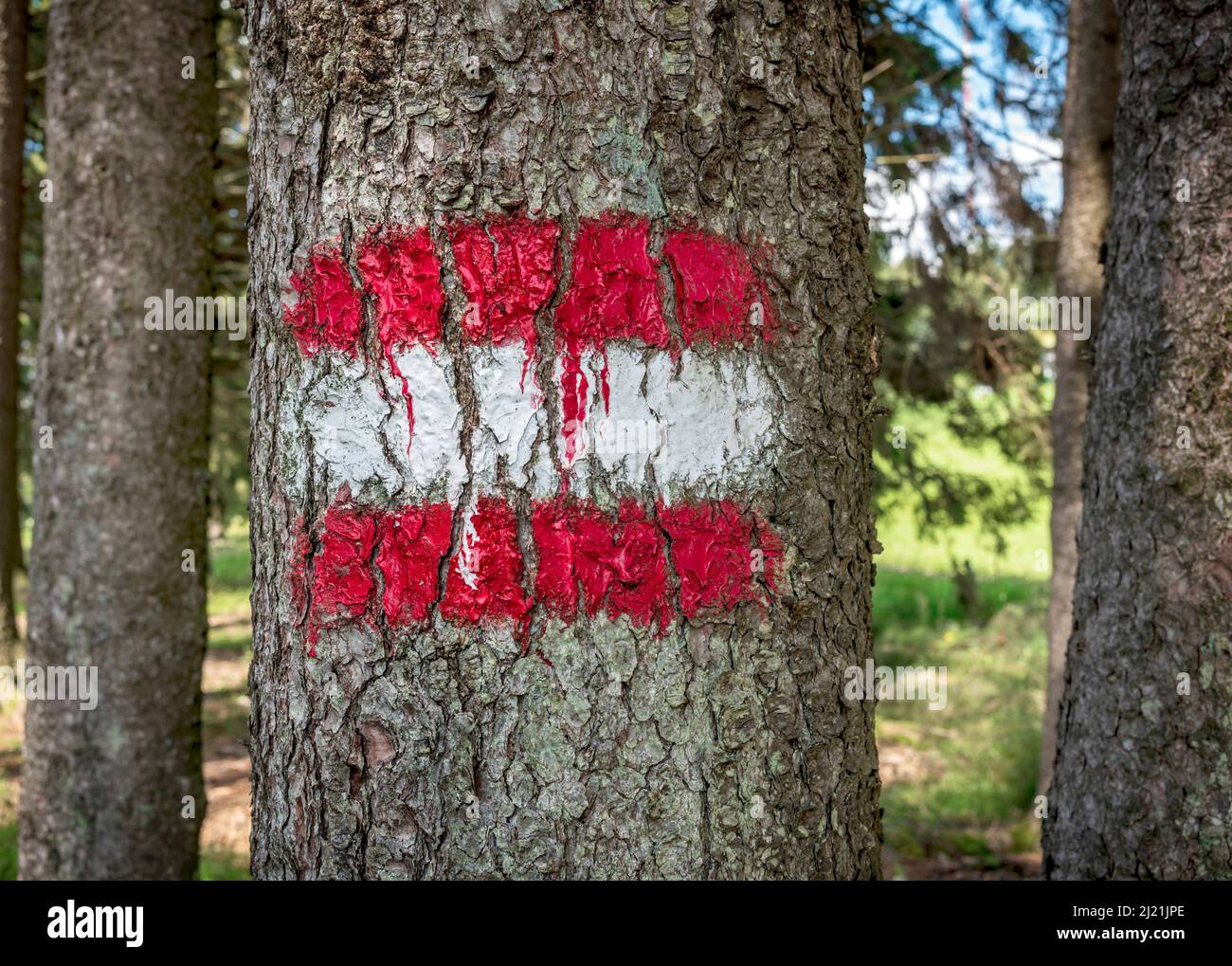 Cartello da trekking su un tronco di albero nella foresta, Austria Foto Stock