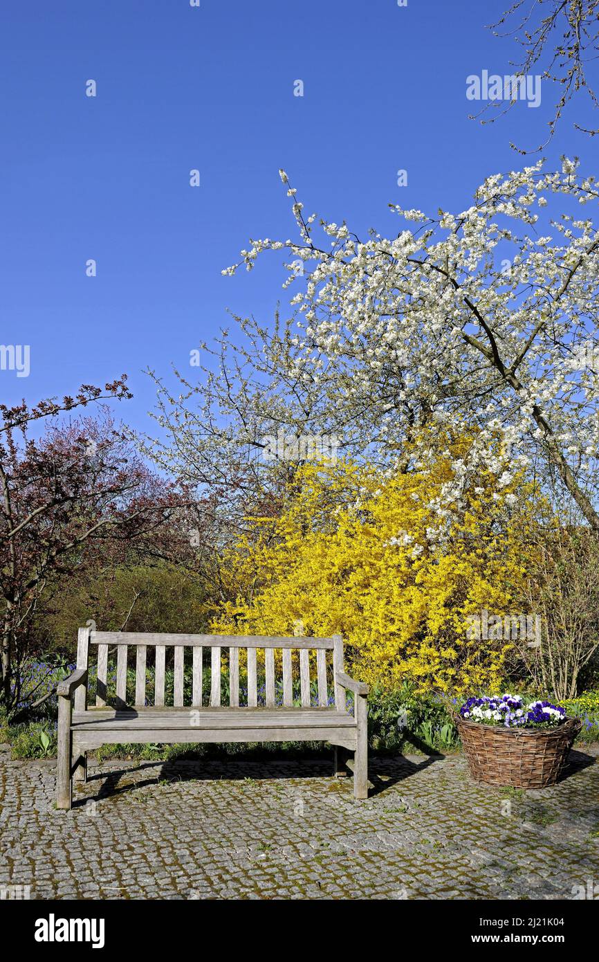 Forsytia comune (Forsythia x intermedia, Forsythia intermedia), panca giardino di fronte alla fioritura forsytia in primavera al mattino , Germania Foto Stock