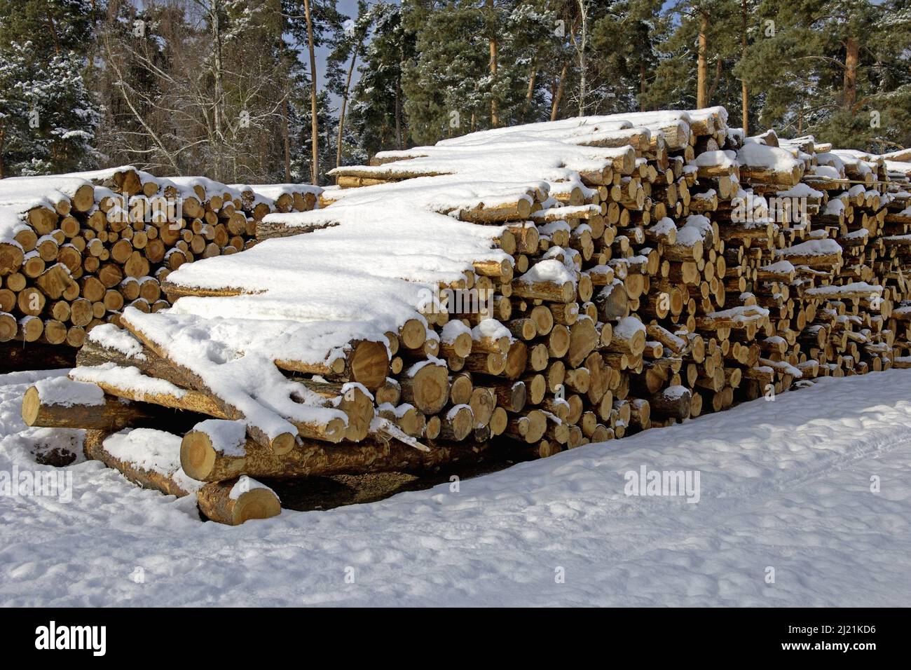 Mucchi di legno in inverno, Germania, Brandeburgo Foto Stock