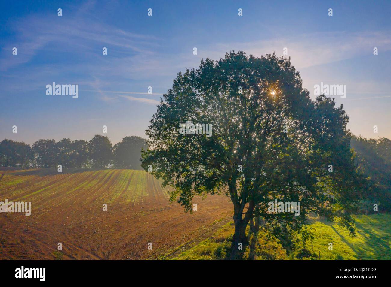 Quercia comune, quercia peduncola, quercia inglese (Quercus robur, Quercus pedunculata), quercia in paesaggio di campo, Germania, Schleswig-Holstein Foto Stock