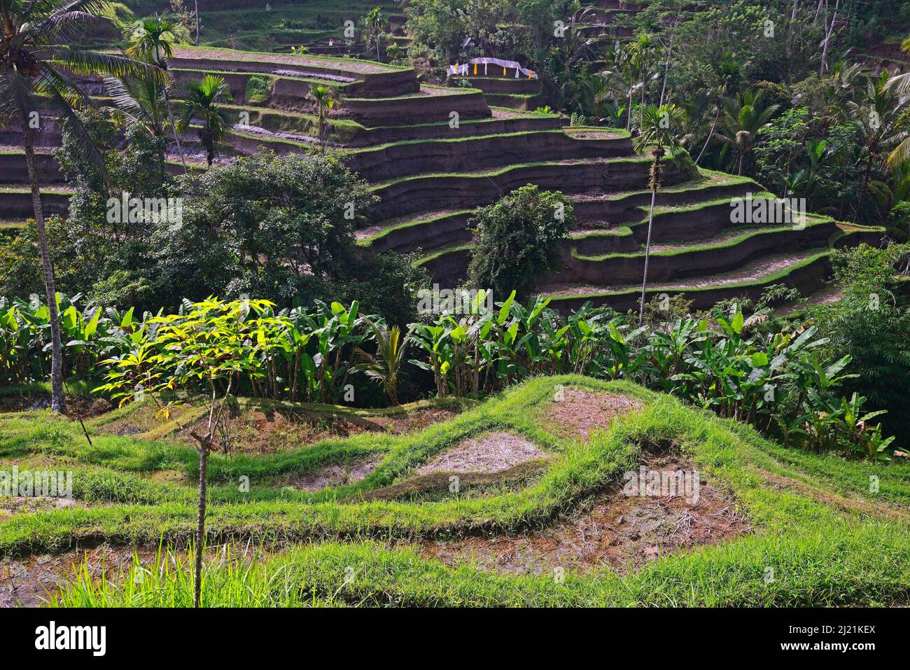 Tegallalang Rice Terraces, Indonesia, Bali Foto Stock
