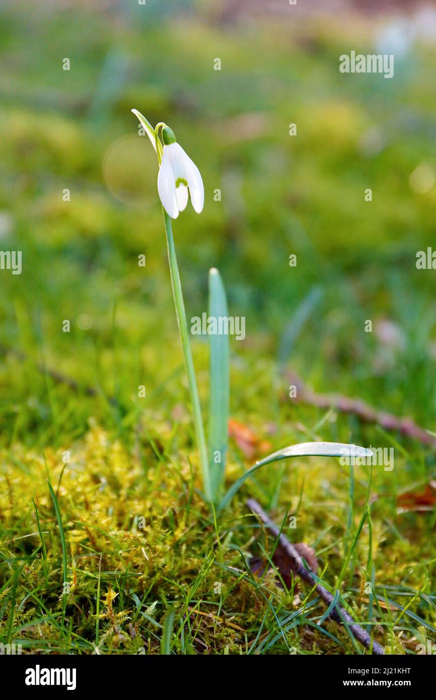 Comune (snowdrop Galanthus nivalis), fioritura, Germania Foto Stock