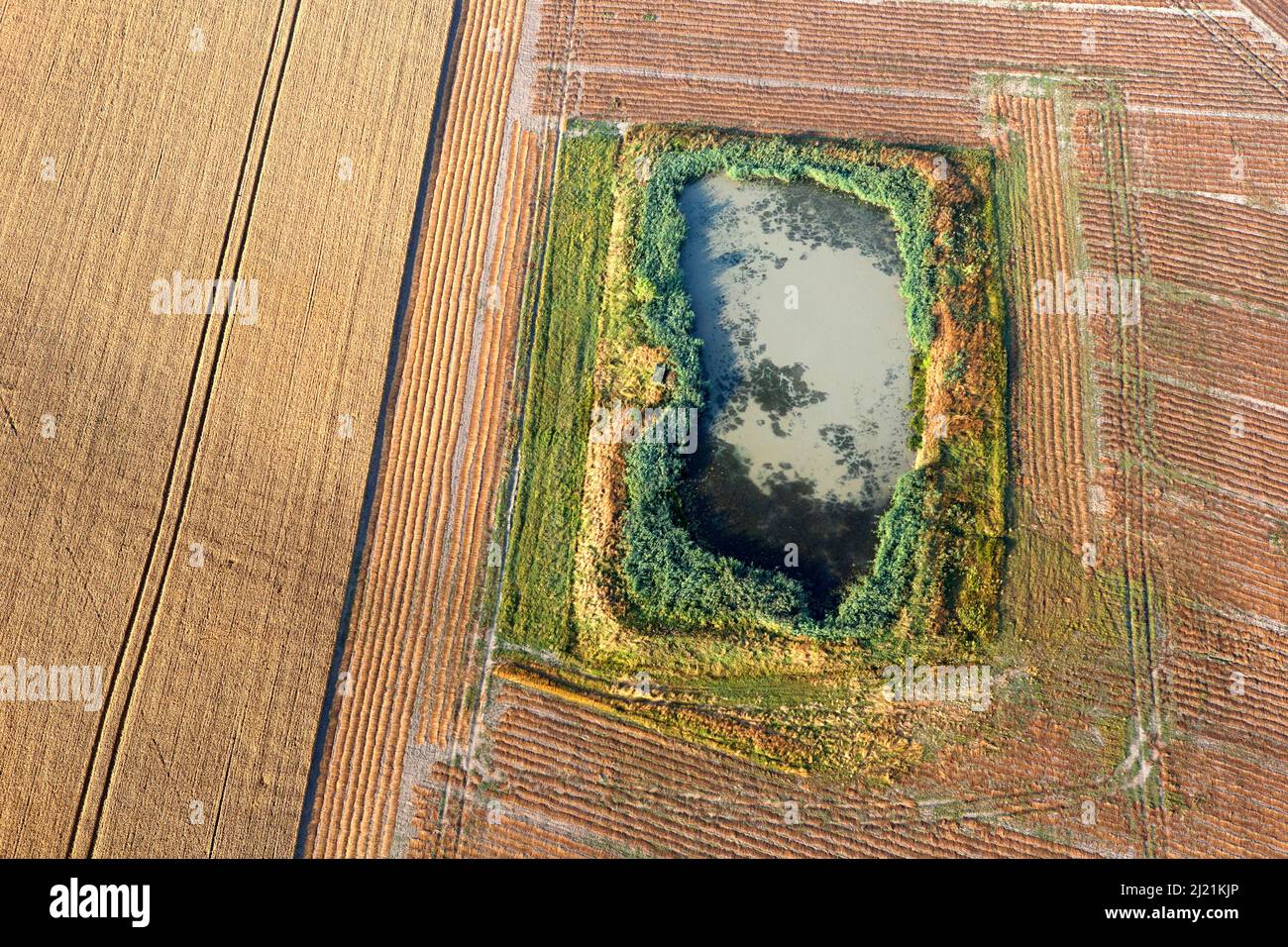 Laghetto eutrofizzato in mezzo a campi iperfertilizzati, vista aerea , Belgio, Fiandre Foto Stock