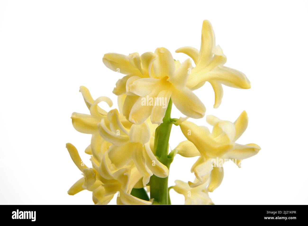 Vista dei fiori di Hyacinth Yellowstone in primo piano. Una bella scena decorativa floreale realizzata con tecnica digitale di pittura ad olio su sfondo bianco. Foto Stock