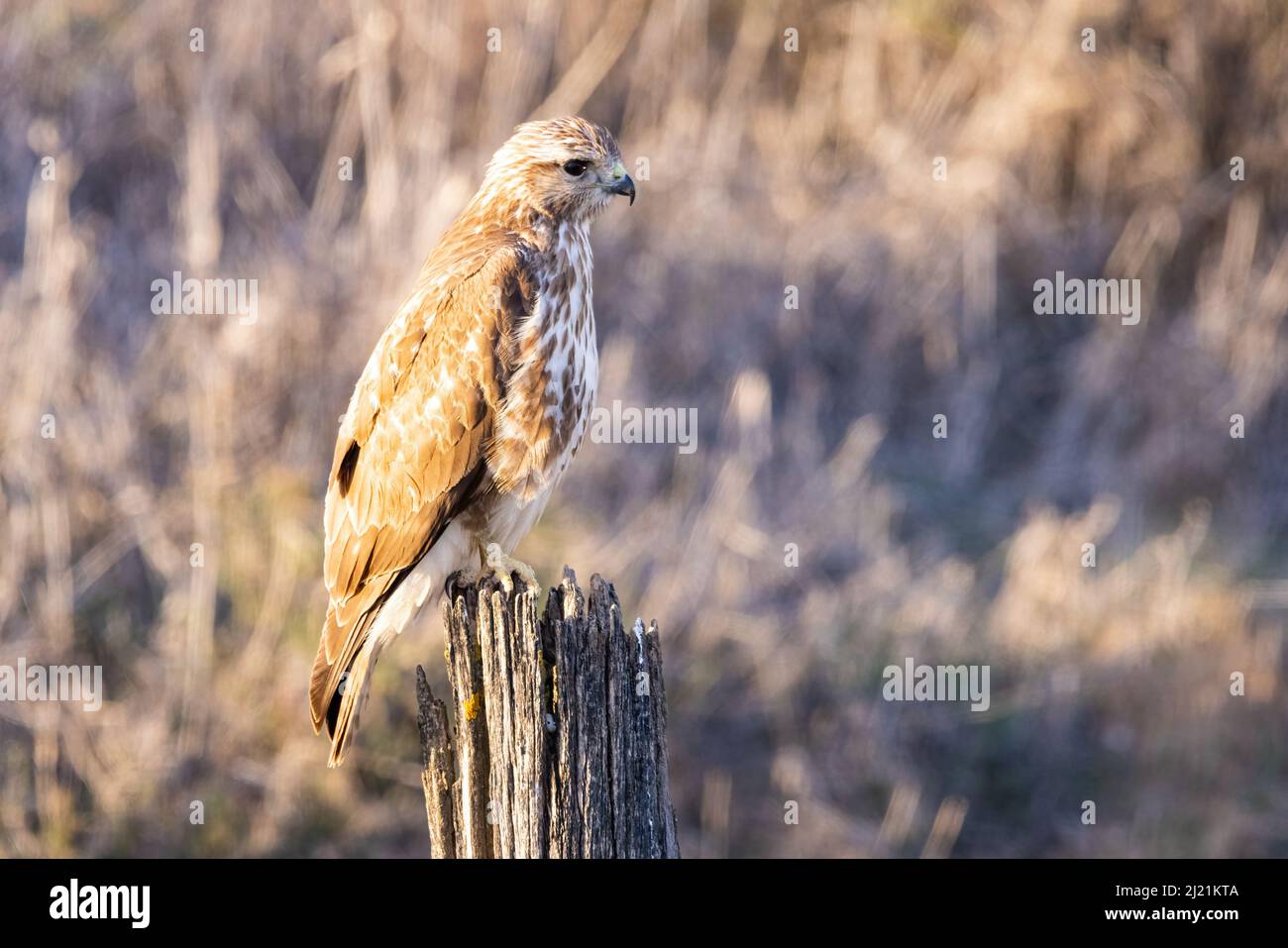 Un comune buzzard (Buteo buteo) arroccato. È un uccello medio-grande della preda che ha una vasta gamma. Appartenente al genere Buteo, è un membro del genere t Foto Stock Un comune buzzard (Buteo buteo) arroccato. È un uccello medio-grande della preda che ha una vasta gamma. Appartenente al genere Buteo, è un membro del genere t Foto Stock