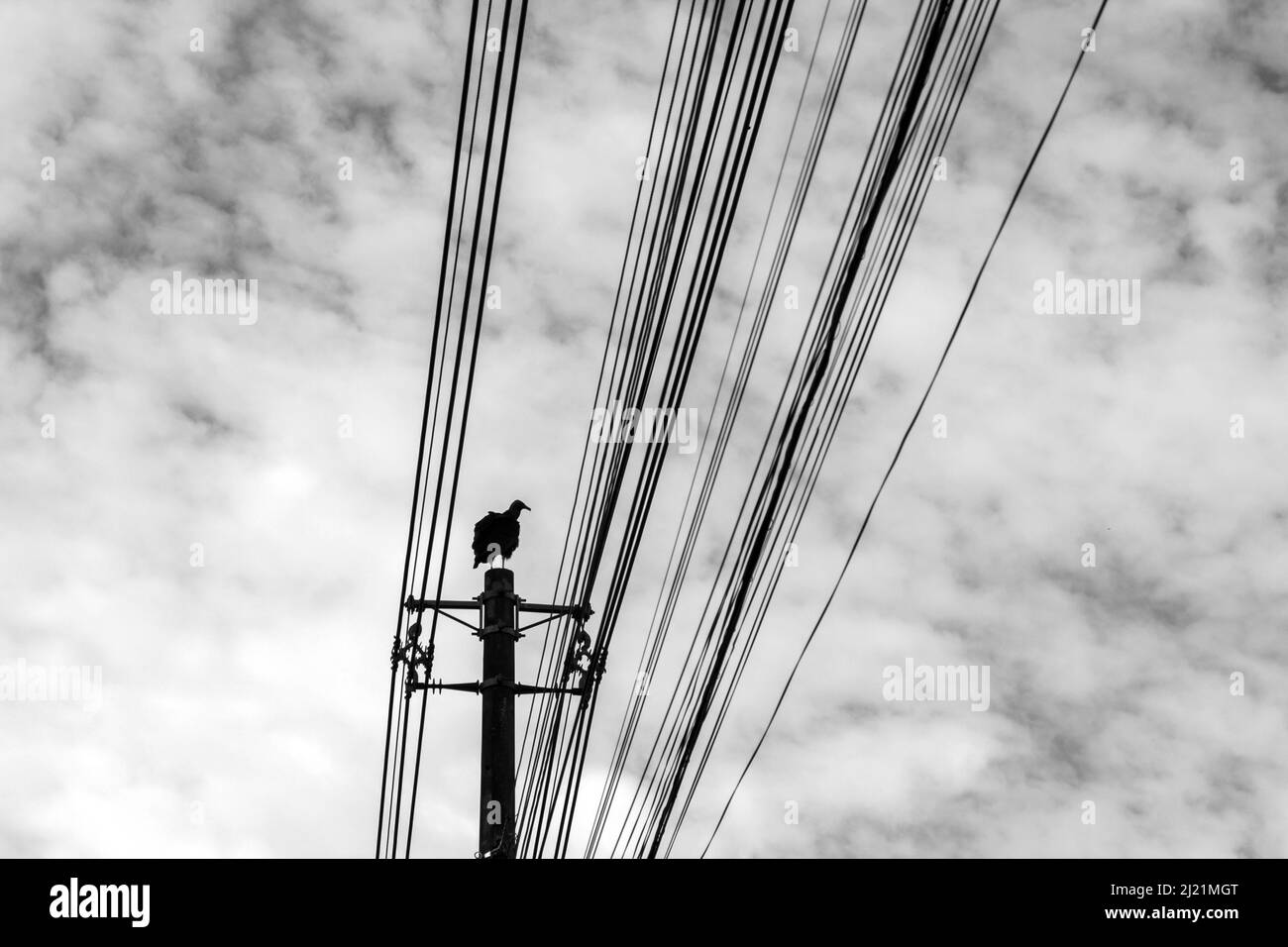 Goiânia, Goias, Brasile – 29 marzo 2022: Una poiana arroccata su un palo di potenza con un cielo nuvoloso sullo sfondo. (Coragyps atratus) Nero e bianco. Foto Stock