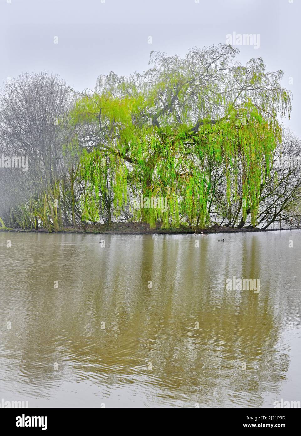Willow Tree Island presso il lago nautico di Corby, Inghilterra, in una mattinata di primavera nebbiosa. Foto Stock