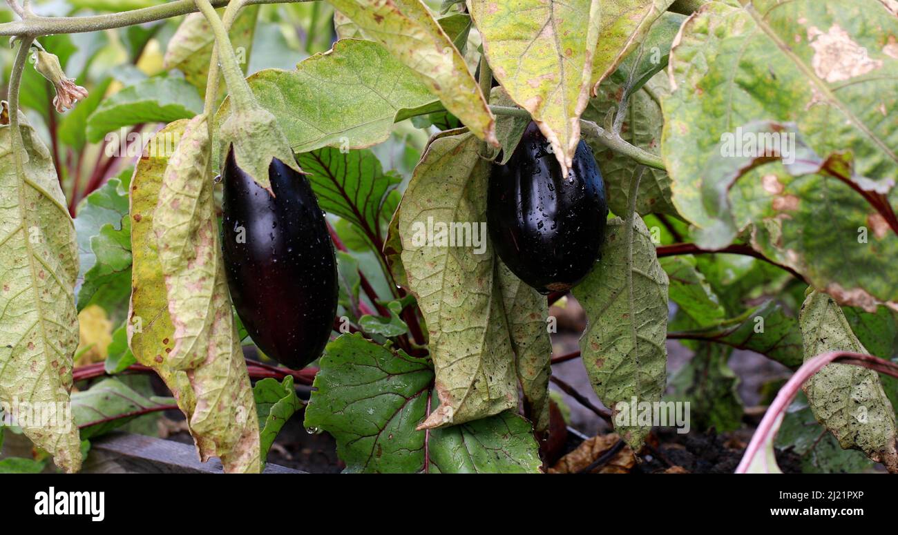 Macchie marroni su foglie di melanzane di piante da giardino infettate con acari ragno. Macchia di foglie fungine. Foto Stock