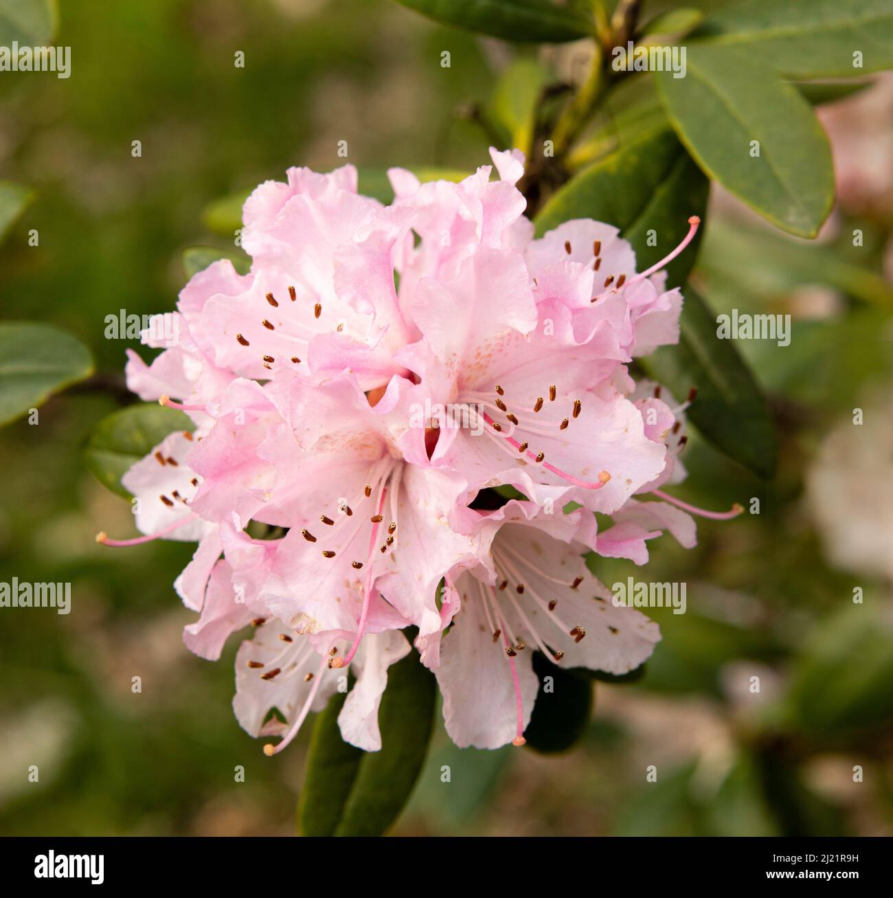 Singolo fiore di rododendro rosa in piena fioritura Foto Stock