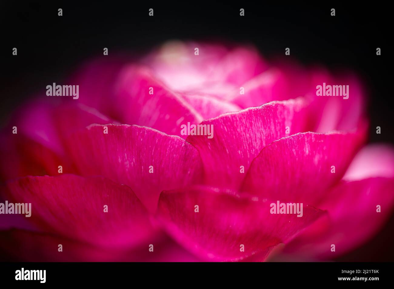 Macrofotografia di un vivace fiore rosa butterCup su sfondo nero Foto Stock