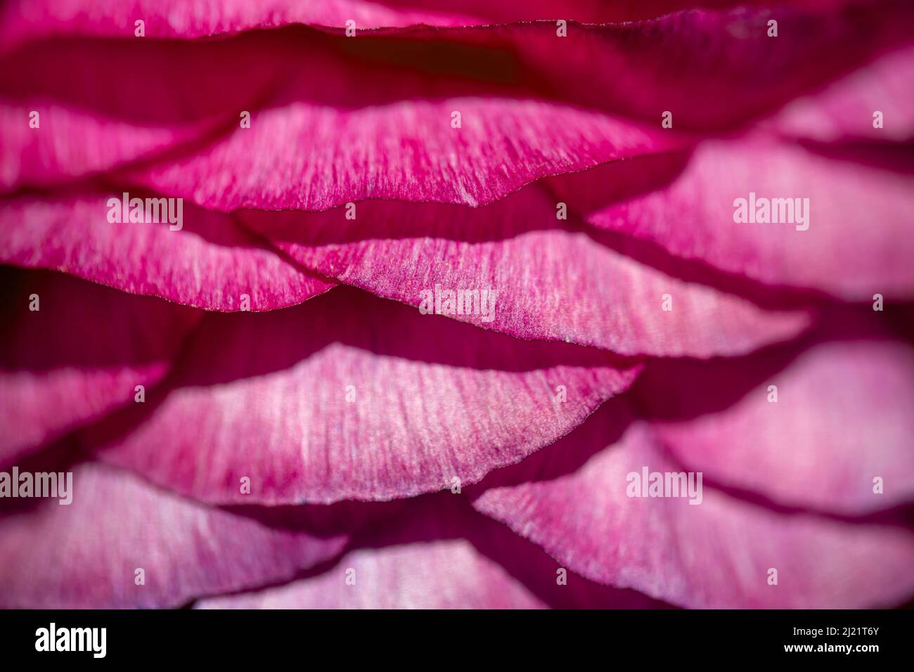 Petali rosa di fiori di tazzuola. Sfondo astratto primaverile Foto Stock
