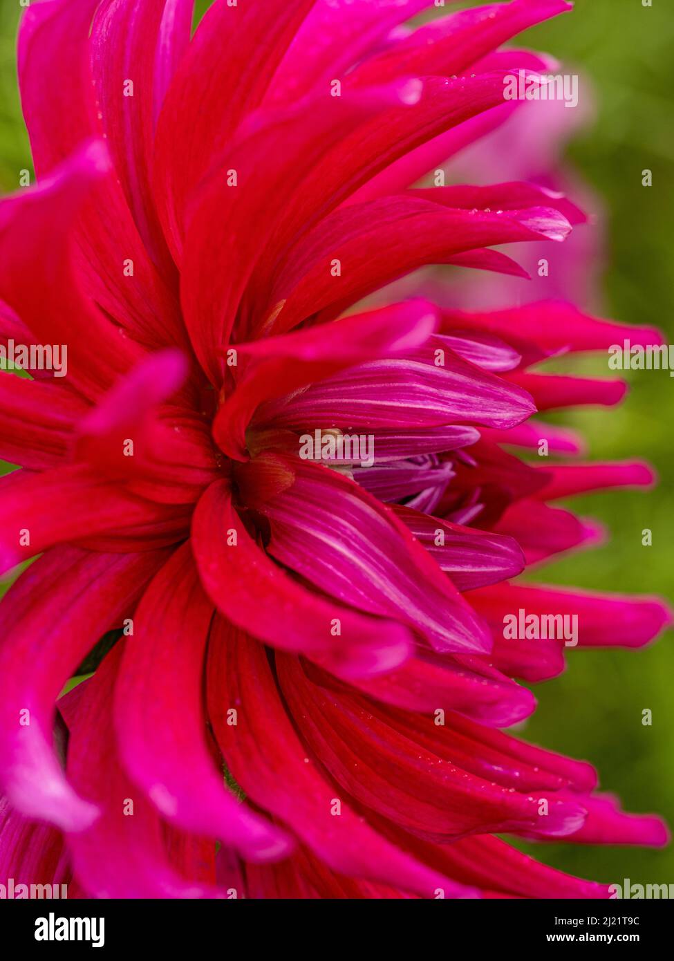 Primo piano di fiore rosa brillante di Dahlia 'Gem viola' una varietà semi-Cactus che cresce in un giardino britannico Foto Stock