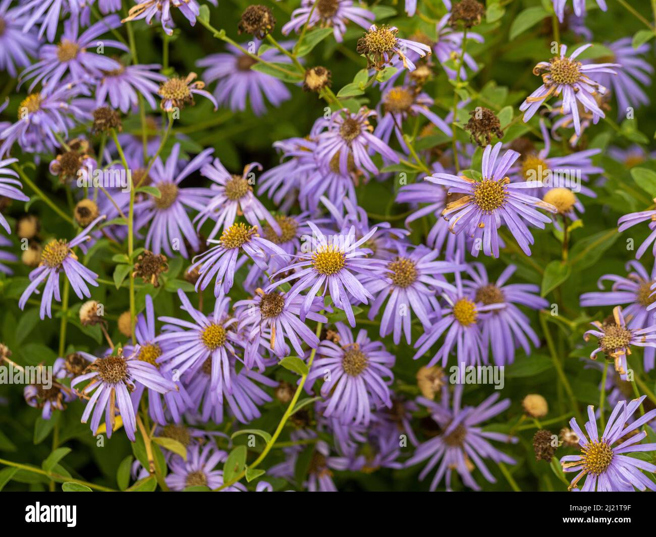 Fiori viola chiaro di Aster Frikartii 'Monch, in bisogno di deadesading, crescere in un giardino britannico all'inizio dell'autunno Foto Stock
