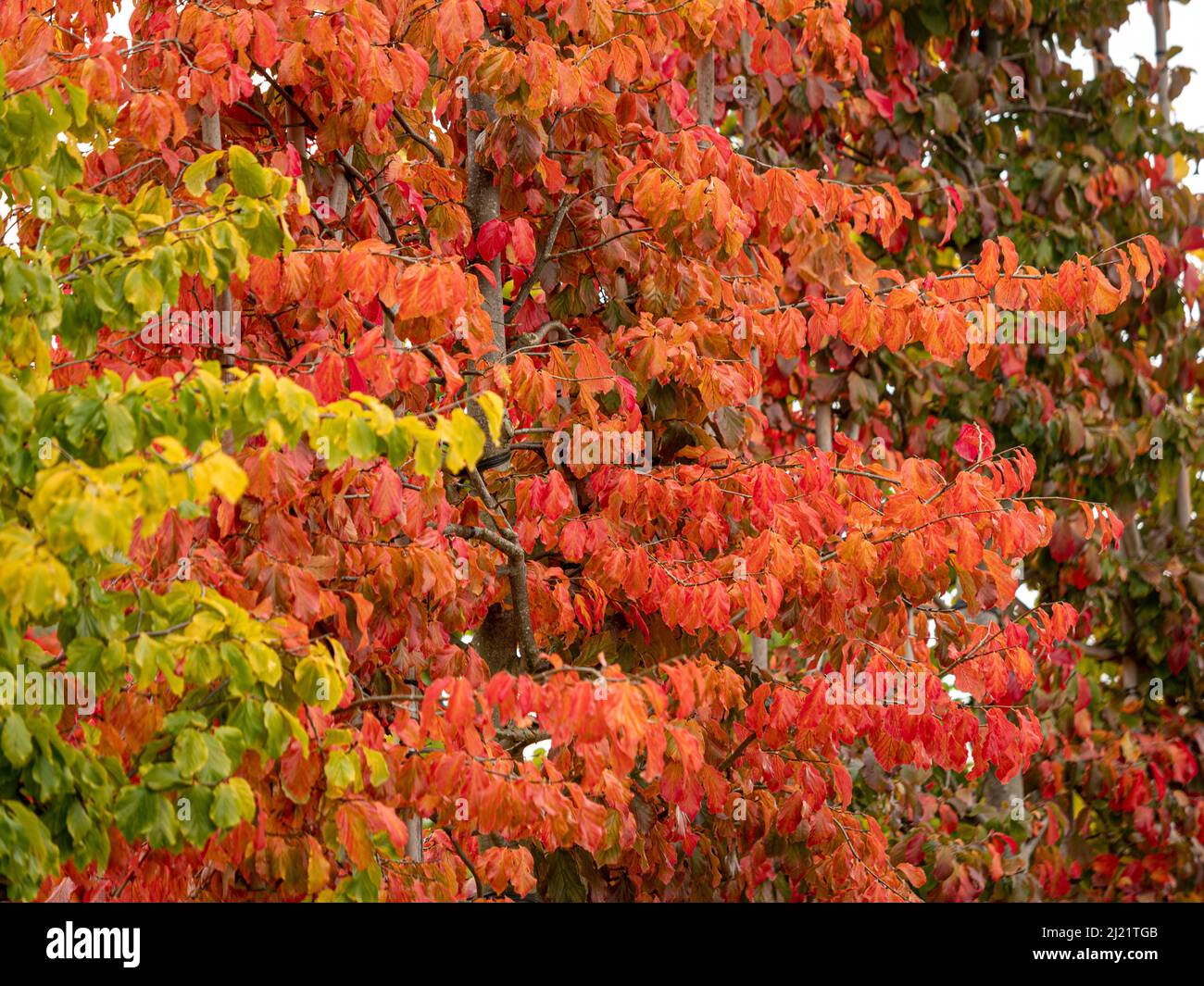 Parrotia persica, comunemente conosciuta come legno di ferro persiano con foglie rosse d'autunno che crescono in un giardino britannico. Foto Stock