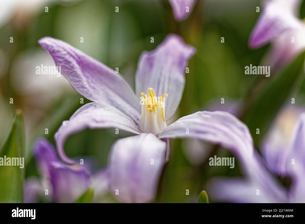 Primo piano di un fiore viola in fiore in primavera nel giardino Foto Stock