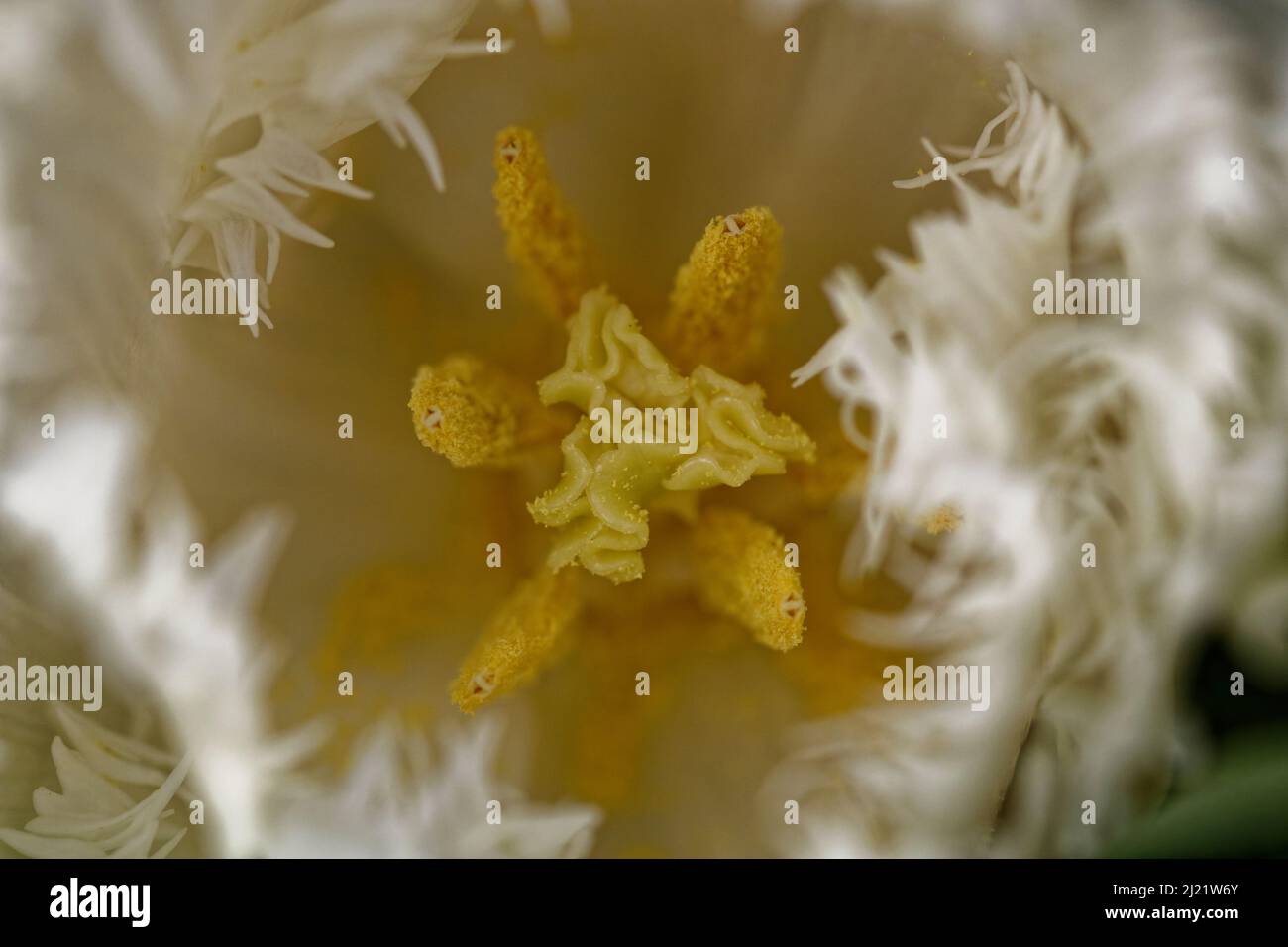 Estremo primo piano di un tulipano bianco Foto Stock
