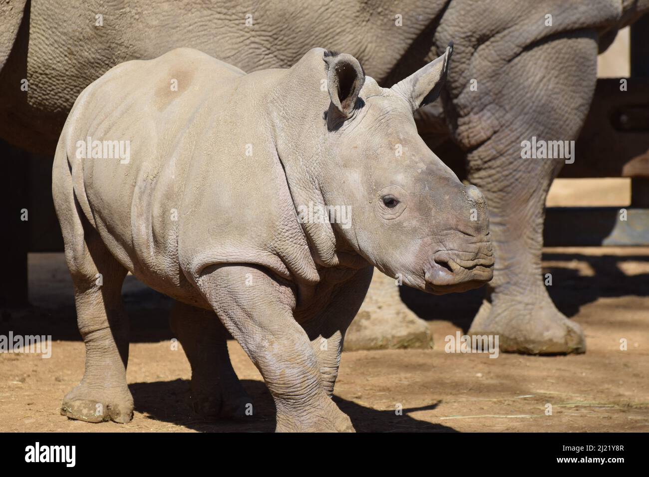 Un piccolo rinoceronte bianco meridionale nato in cattività nel 2022 come parte del programma di allevamento per rinoceronti bianchi che sono criticamente in pericolo nella natura Foto Stock